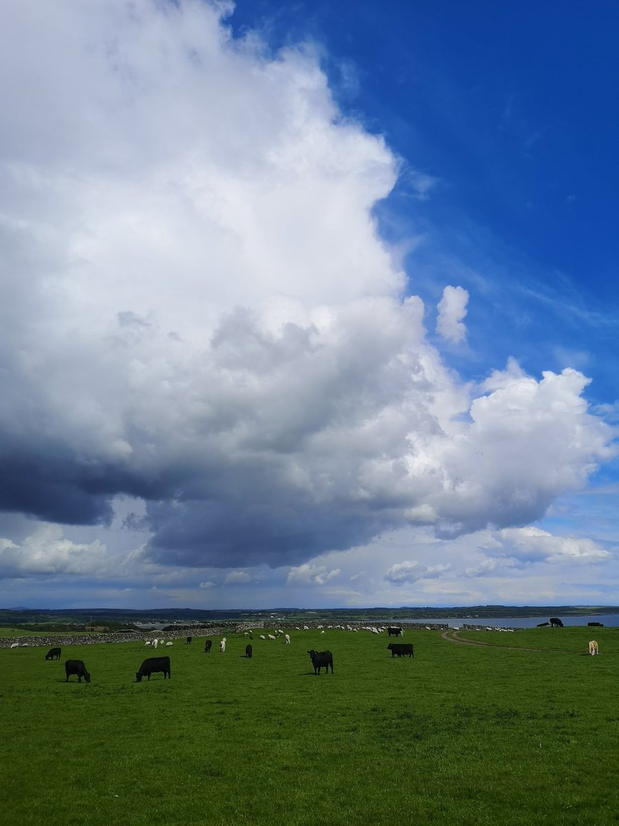 PoshPedlar's tweet photo. Who discovered we could get milk from coos and what did he think he was doing at the time?
Classic from #BillyConnolly on a big sky day in #DumfriesAndGalloway
#Scotland
#DevorgillaDays https://t.co/HE3hDloOHu