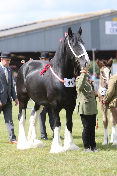 Horse-talk tweet media