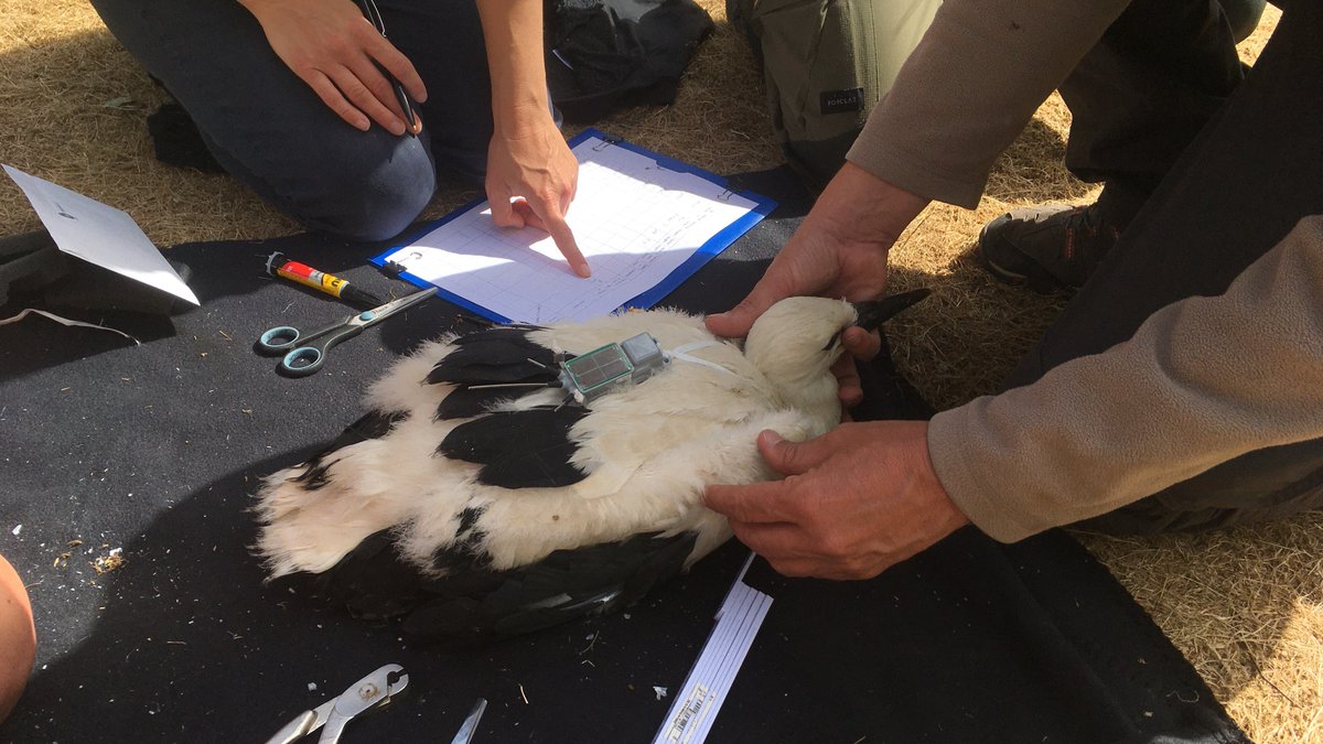 I am thrilled to join @anflack's team to study the ontogeny of migration for my #PhD! Looking forward to the journey! <a href="/MPI_animalbehav/">MPI-AB is on Bluesky @mpi-animalbehav.bsky.social</a>