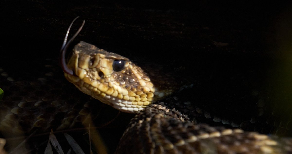 Eastern Diamond back Rattlesnake in the early morning light of northern Florida - they flick their tongue up and then in and then out and down - in between they take the tongue into the mouth and press against the Jacobson's organ to check the scent.