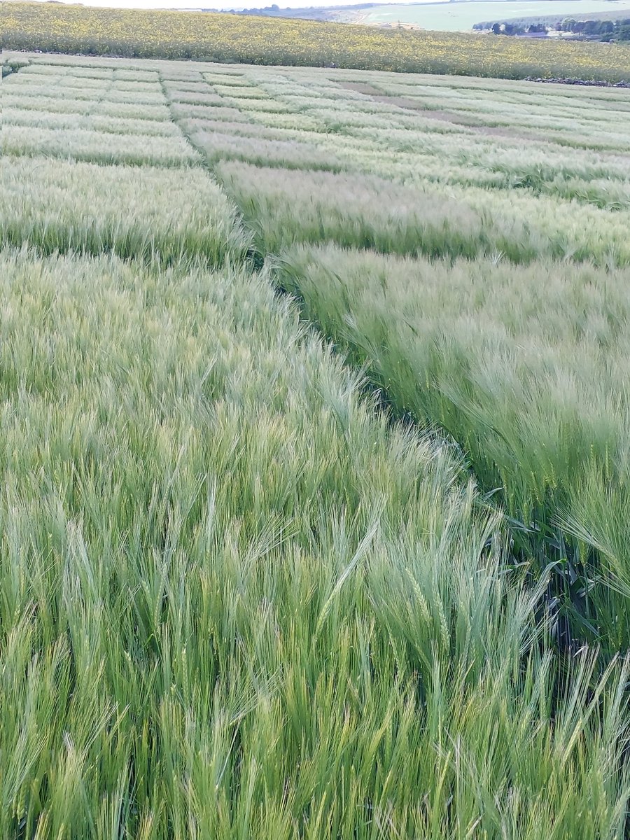 Great day to be looking at our winter barley trial site in Aberdeenshire.<a href="/BASFcropUK/">BASF Agricultural Solutions UK</a>