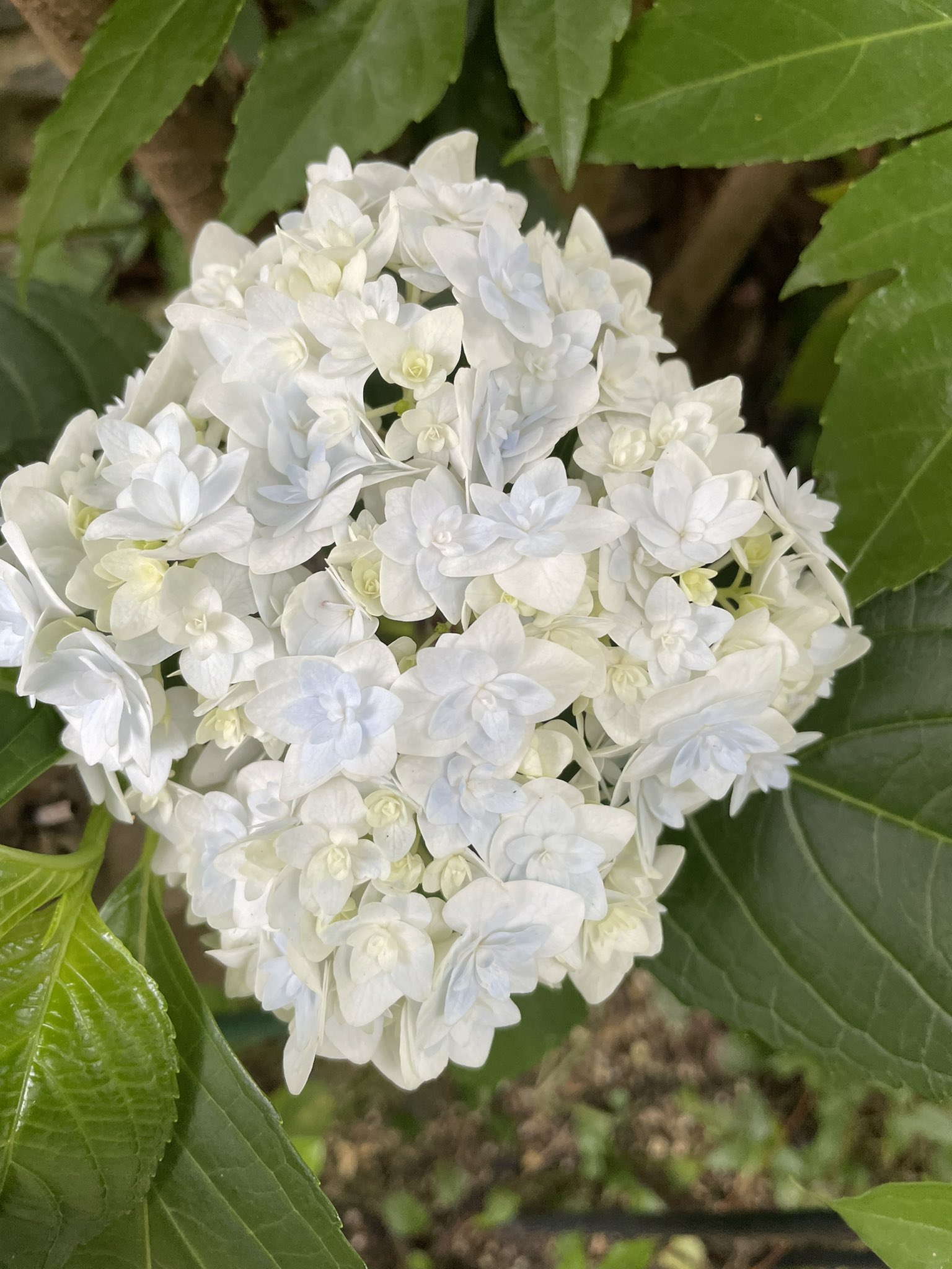 小庭de趣味の園芸部 白から薄水色に変わってきてる 名前知らず 花の形が四角い 紫陽花 小庭de趣味の 園芸部 花のある暮らし ガーデニング T Co Lbtkyqhzkr Twitter