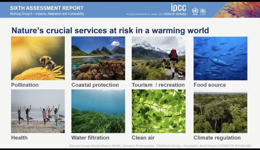 PNiLionain's tweet photo. “If we exceed 1.5°C for several decades we can still expect irreversible biodiversity &amp; ecosystem losses”, crucial as we are heavily reliant on critical ecosystem services

Fantastic presentation by @IPCC_CH WG2 Co-Chair Prof Debra Roberts #climateconference2022 https://t.co/6Jdu0uRUi0