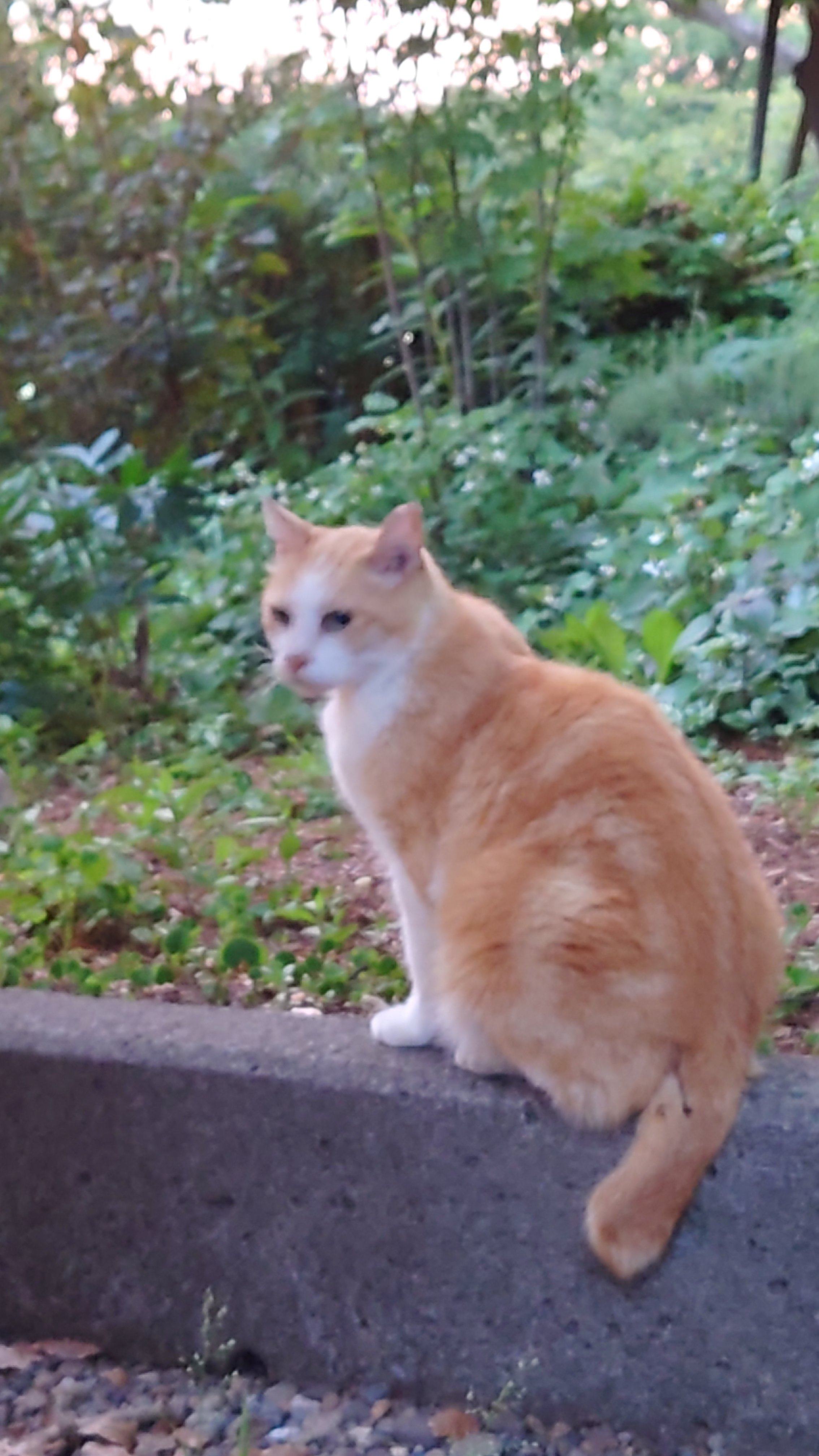Manziro 迷子猫 上野公園 18 57 まいごだと思う 近寄ると逃げるので保護できず T Co Jw8wxwmo0o Twitter