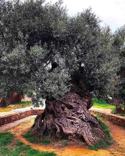 PalestineCultu1's tweet photo. The oldest olive tree in the whole world is in Palestine. It's about 3500 years old. https://t.co/enEH8WuITw