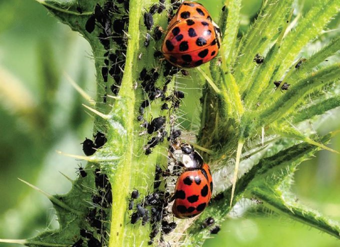 Nou termini d'inscripció a les proves d'acreditació dels coneixements necessaris per a l'emissió del passaport #fitosanitari: 

📅Període d’inscripció: de l'1 al 25 de juny
📍Lloc: <a href="/EAMasBove/">Escola Agrària Mas Bové</a>, #EAAlfarràs, #EAAmposta i <a href="/mercatflor/">Mercat de Flor</a>

Info: ruralcat.gencat.cat/web/guest/form…