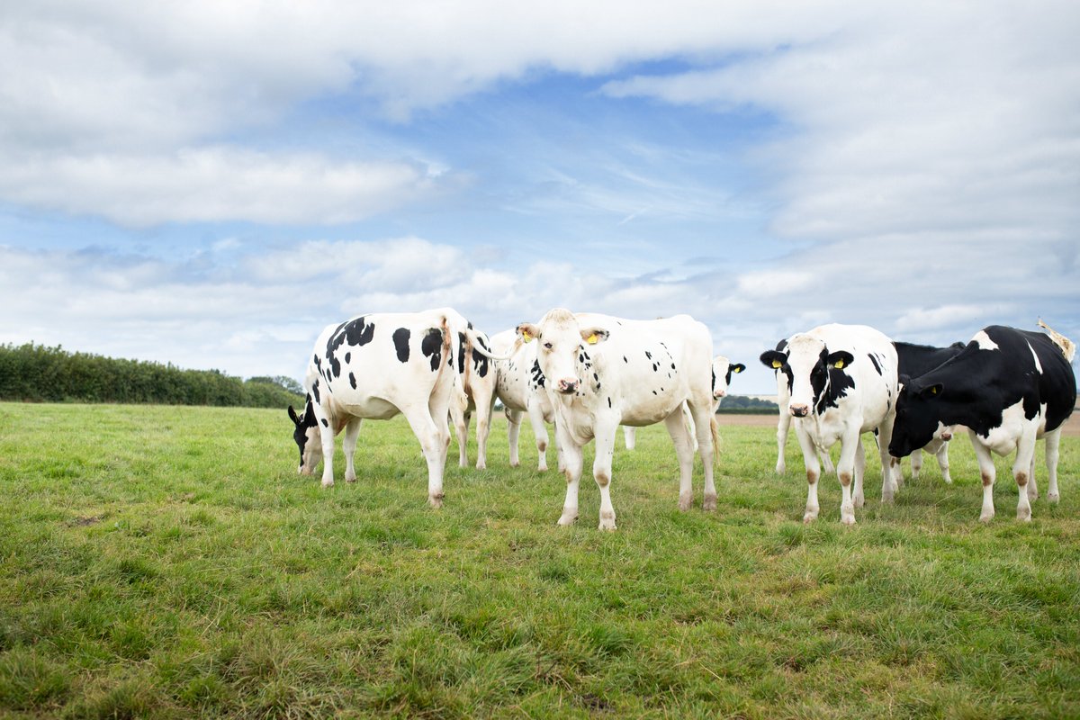 This #WorldMilkDay we're celebrating the hard work and commitment of our dedicated farmers

Our cheese is not only mouth-wateringly tasty, but also high in protein &amp; a source of calcium- even more reason to make your meal better with a sprinkling of The Nation's Favourite