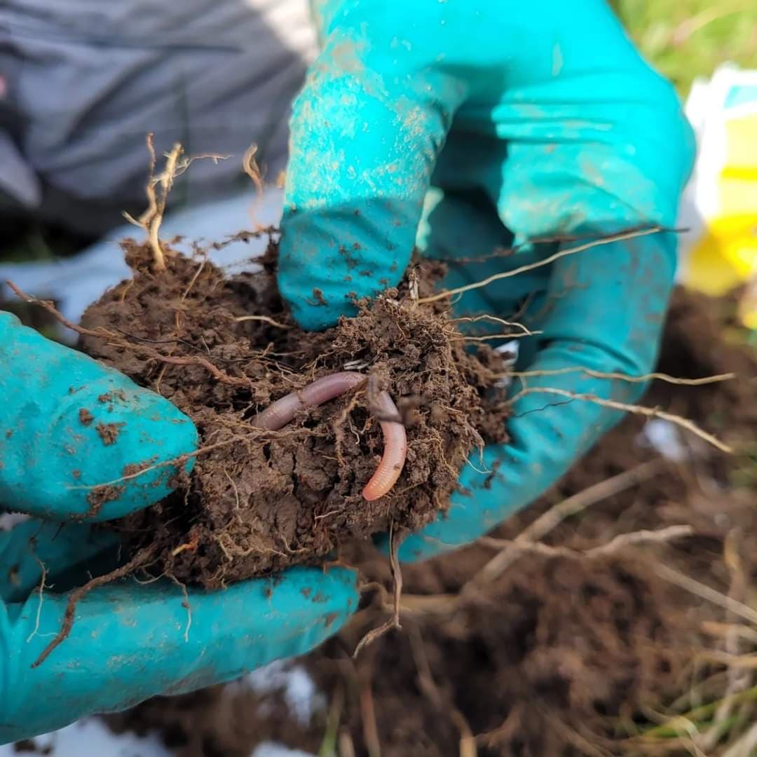 Hemp4Soil tweet media