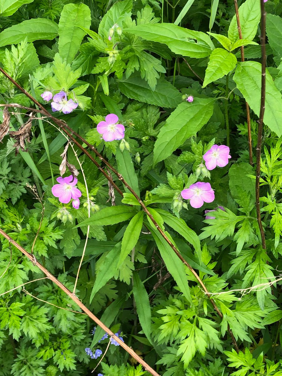 DennisTWatson's tweet photo. Wild Flowers.  Nice to take in natural beauty and gifts presented..... https://t.co/hbHb1HEu5q