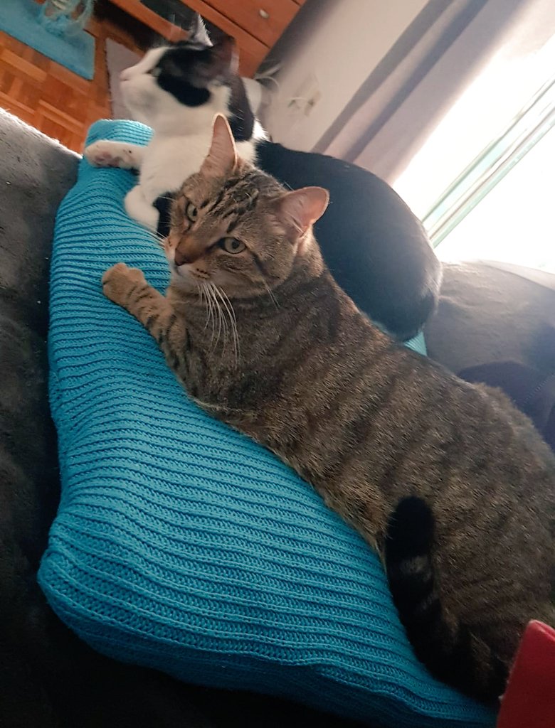 Meyaran_'s tweet photo. Tantas coisas por fazer e eu sem vontade de fazer nenhuma 😓
Quero ser um gato 😴 https://t.co/ZMA0Zaud4c