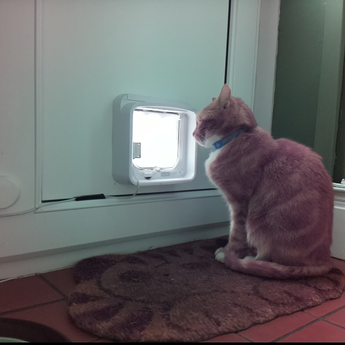 catsinaflap's tweet photo. Run for your lives - it's one of the lazy cats, your nose is so grubby and leaky. No catflap could be more ruined than me. https://t.co/fFiXeahDAX
