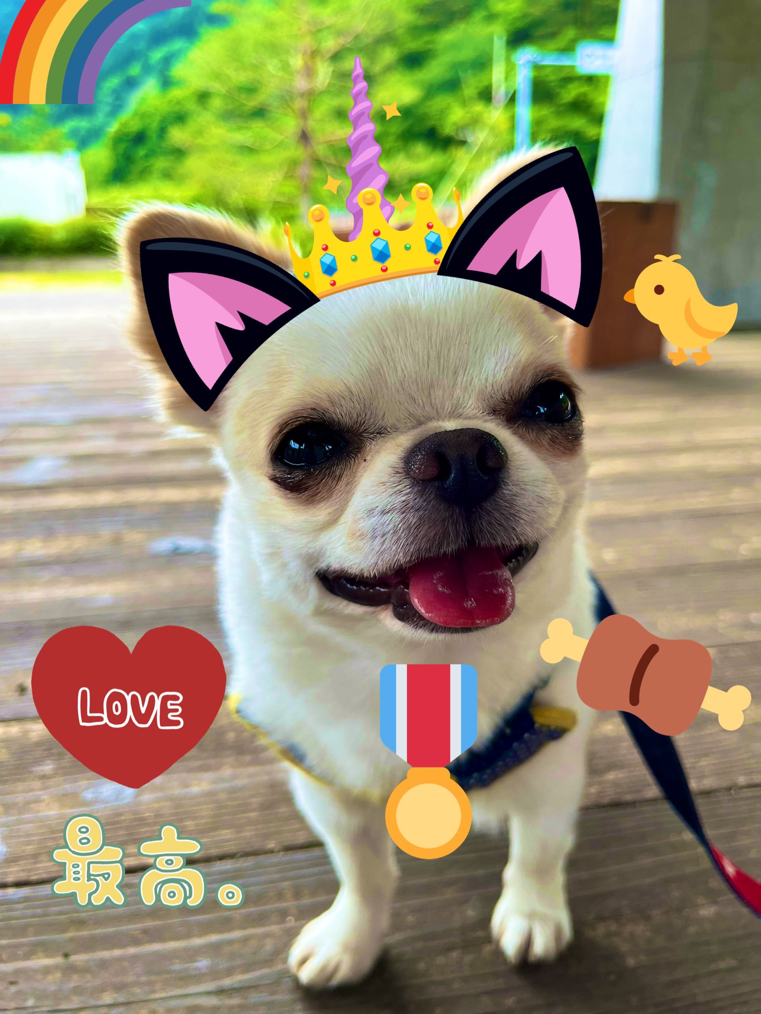 ティーカップチワワ Twitter Search Twitter