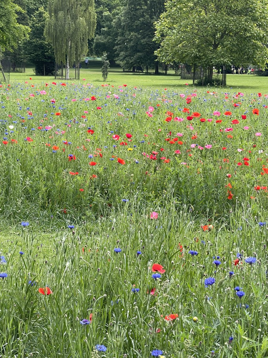 solitary_org's tweet photo. Thank you for all the loveliness ⁦@hackneycouncil⁩ #HackneyParks https://t.co/x5uoRK3giv