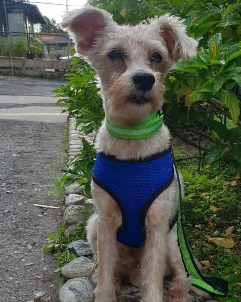 Matías en *ADOPCIÓN* #Caracas #PatitasBuscandoHogar