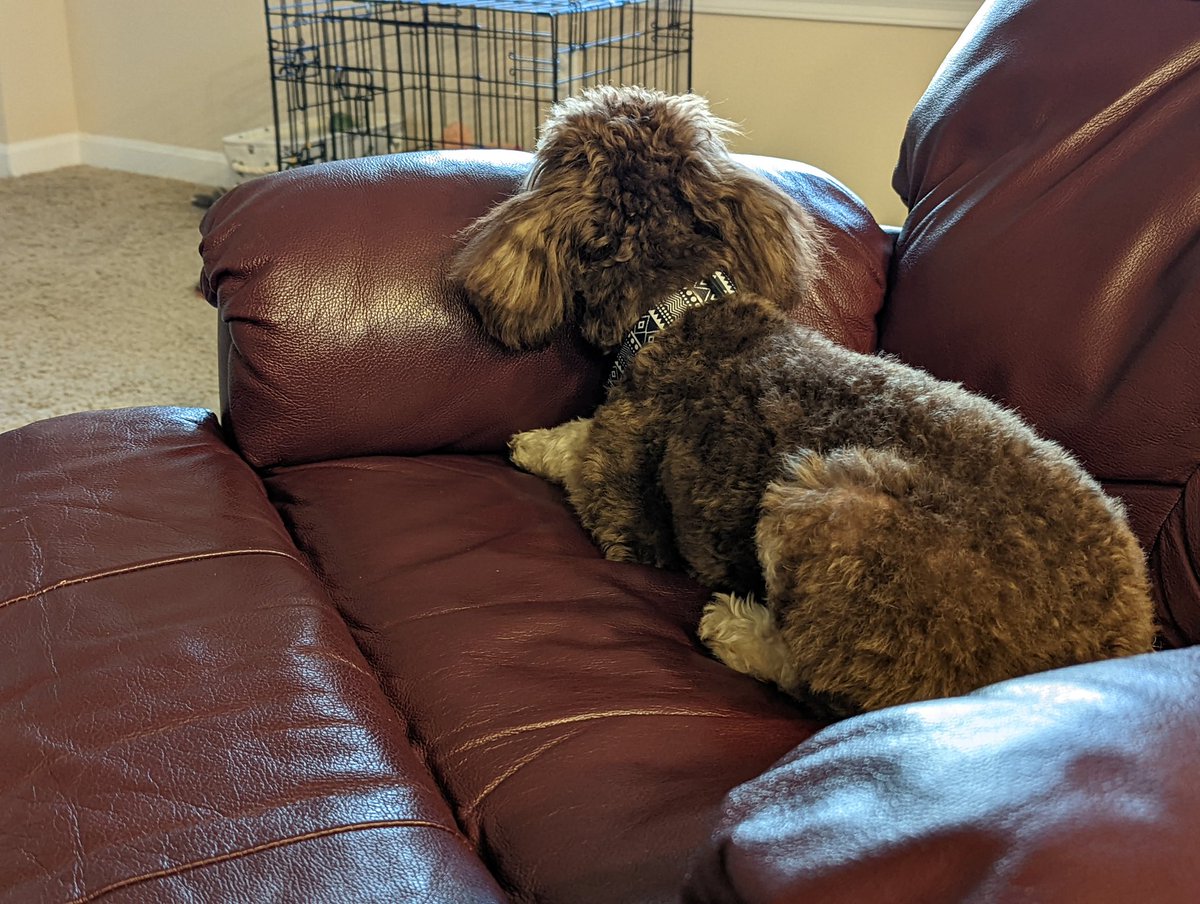 When the 8lb dog decides it's his chair! #KobeForTheWin