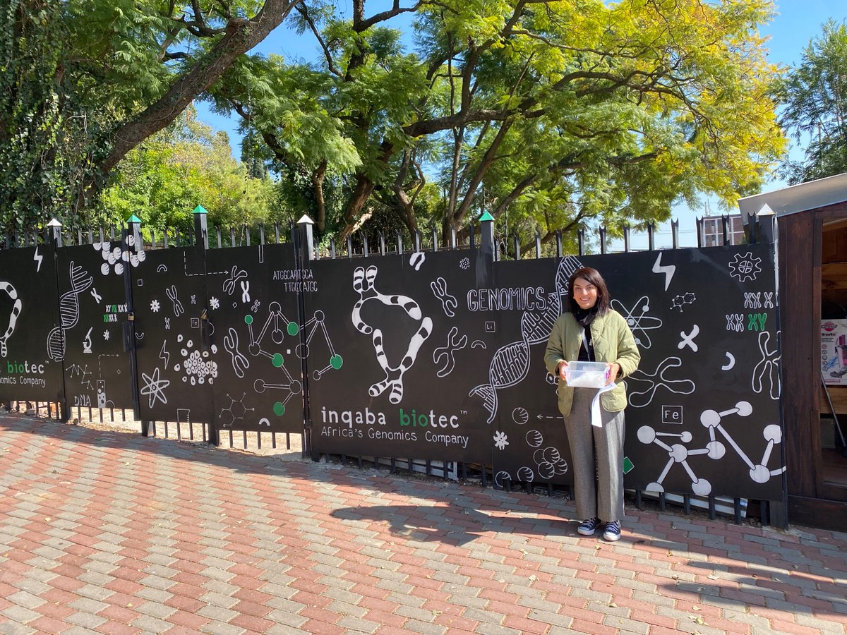 What a coincidence! On the #worldmilkday I submitted the DNAs for #pseudopithomyceschartarum to <a href="/inqababiotec/">inqaba biotec</a> This will be the first genome for this fungus which causes a big problem in the milk industry in South Africa. 🥛🐄🧫🧬 <a href="/Fabiteam1/">FABI</a> <a href="/UPnasagric/">UP Faculty of Natural and Agricultural Sciences</a> <a href="/PacBio/">PacBio</a>