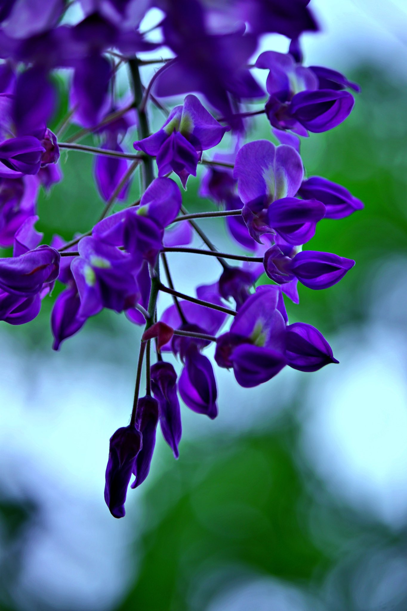 Sunusunu 花言葉を選ぶなら 優しさ ファインダー越しの私の世界 写真好きな人と繋がりがたい 写真で伝える私の世界 T Co Uvglcbwuj8 Twitter