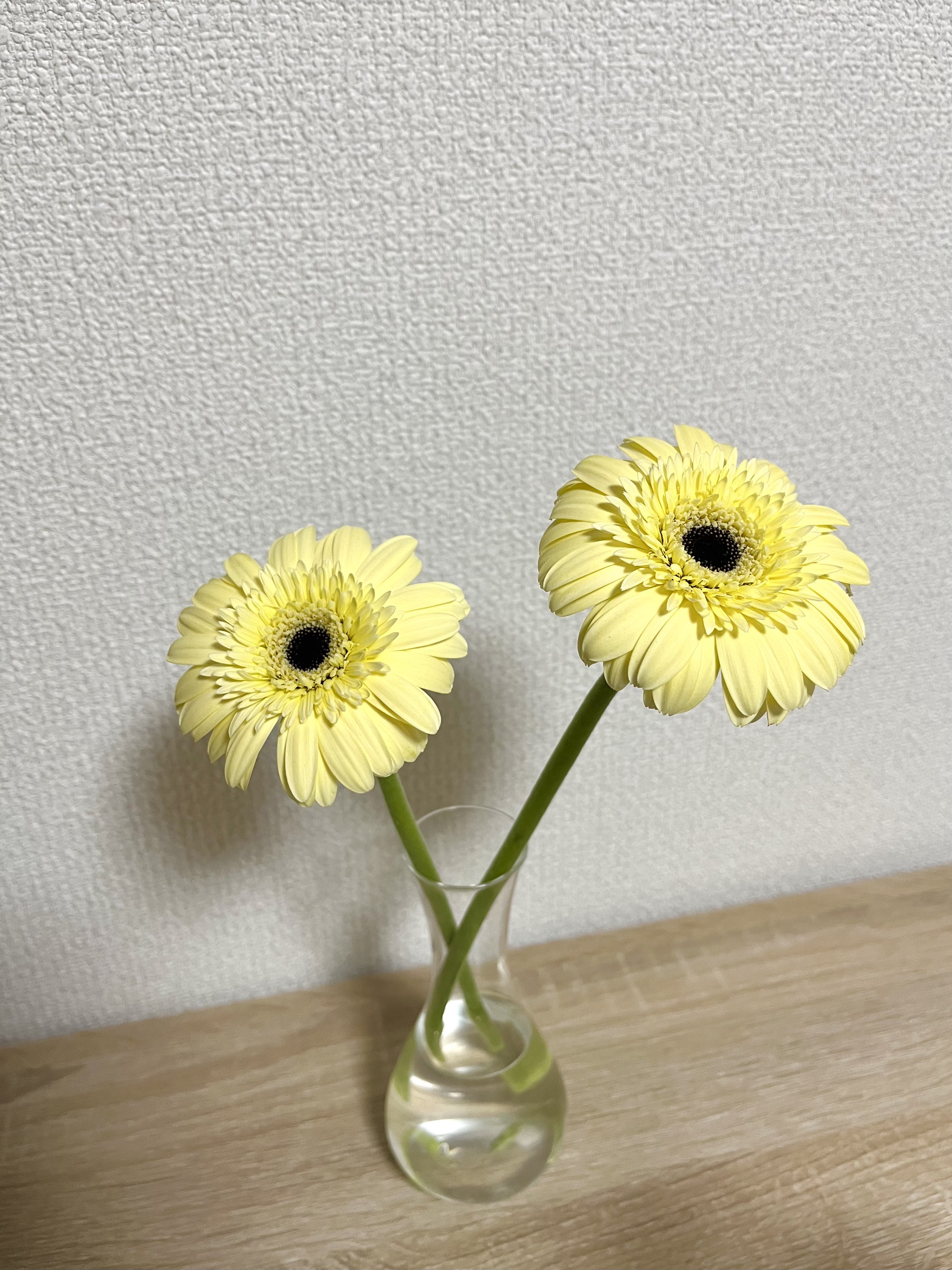 تويتر のの على تويتر ガーベラ この色かわいい T Co Kbv805n1cr