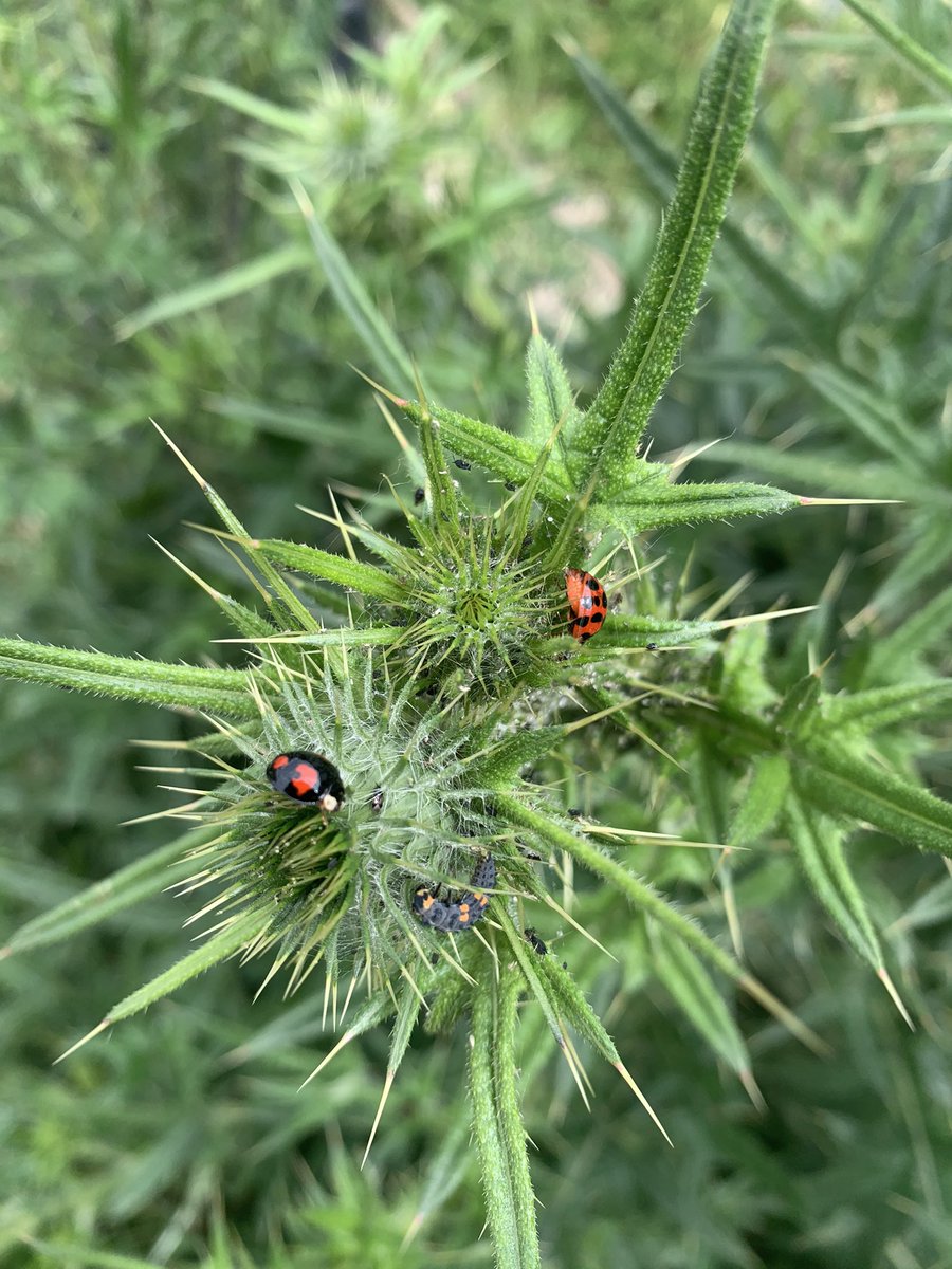 DormerCloseE15's tweet photo. A fantastic array of lady birds enjoying the thistles. https://t.co/eqrT5RxjfC