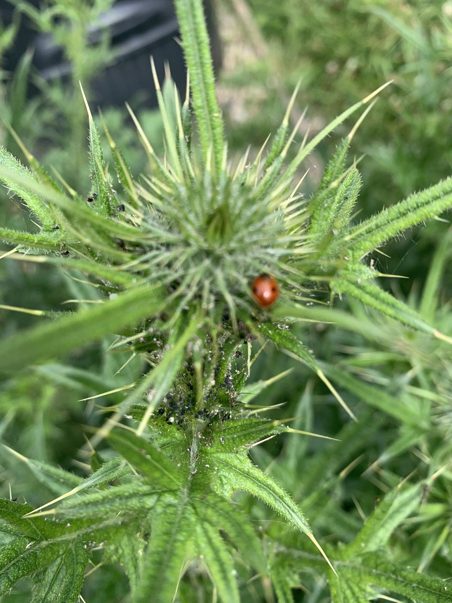 DormerCloseE15's tweet photo. A fantastic array of lady birds enjoying the thistles. https://t.co/eqrT5RxjfC