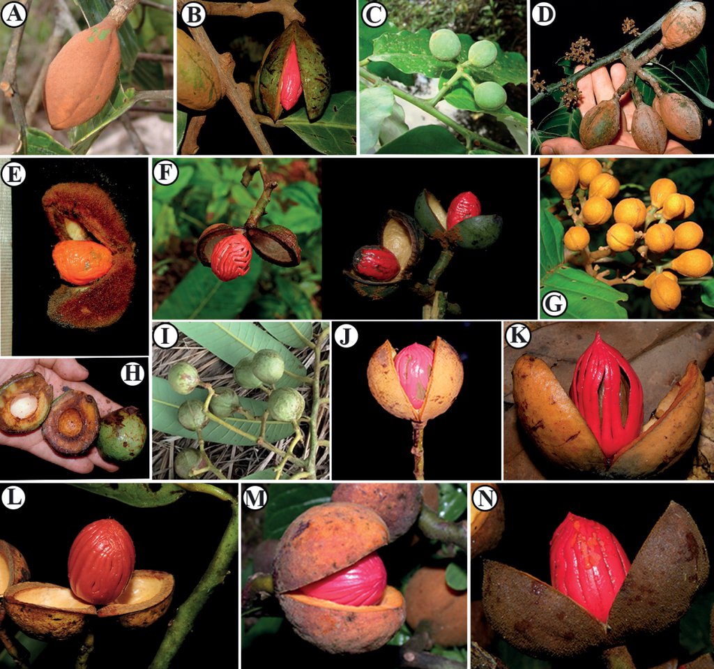 ForestPlots's tweet photo. Field botany is as essential as ever.

Extraordinary new discoveries of Virola trees in S America. Ten new species discovered - "thanks to herbarium specimens collected mainly in the 1980s + 1990s when field documentations were more active"

https://t.co/DrlcQOMHpB https://t.co/Y7Lod8vISh