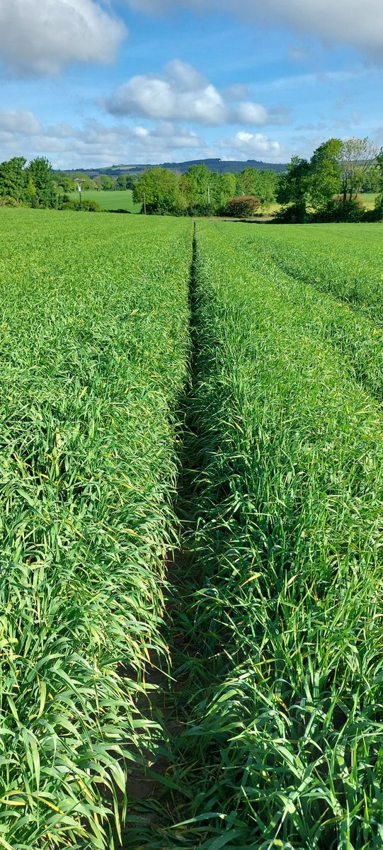 Bobby Mc Carthy tweet media