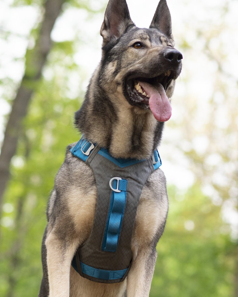 The Review for the Kurgo Journey Air Harness is in! 

#dogsoftwitter #twitterdogcommunity

rebarkable.com/kurgo-journey-…