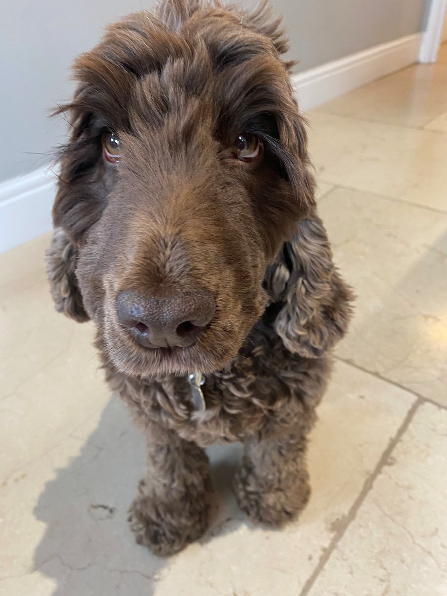 RebeccaZoe's tweet photo. #dogonset the absolute sweetest soul https://t.co/SbA2Rd9wUB
