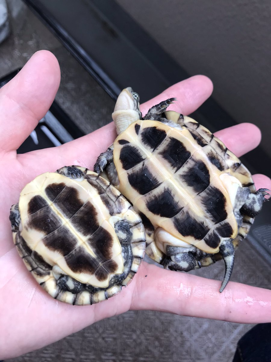 中古品 □ NDC 攪拌機 PMA-240 □ 発 □ IT1AZ0G7HMEC