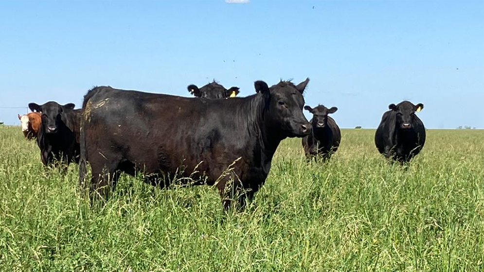 CONICETLaPlata's tweet photo. Desarrollan un #fertilizante biológico especial para #pasturas de #ganadería. Es un proyecto de investigadores/as del #CONICET y la #CICPBA. Acaba de recibir un millonario financiamiento estatal. Trabajan en una tecnología para el tratamiento de #semillas: https://t.co/DD1caD17fS https://t.co/eZVKW6GrCz