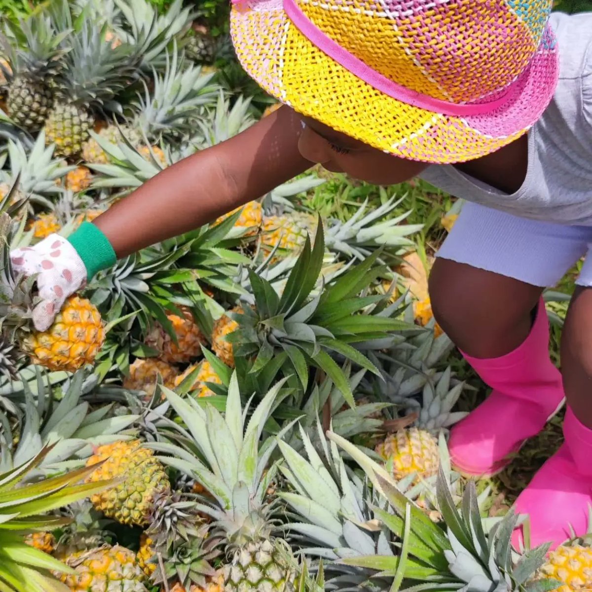 GlanMarket's tweet photo. [Bilan des fruits et légumes sauvés] 

🗓 08 mai 2022 
📍 Mr Monfils, Lamentin 

Glan'Market remercie les glaneurs d'avoir participé au sauvetage de  430,1 kg d'ananas, 87,7 kg d'aubergines, 34,2 kg de pawokas et 77,7 kg de christophines. 🎉 

À très vite ! ♻️ https://t.co/vTTve1YsV1