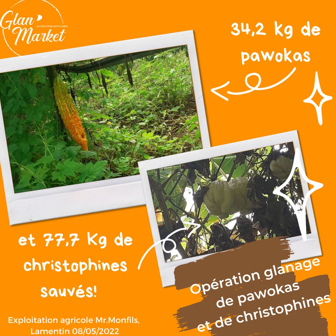 GlanMarket's tweet photo. [Bilan des fruits et légumes sauvés] 

🗓 08 mai 2022 
📍 Mr Monfils, Lamentin 

Glan'Market remercie les glaneurs d'avoir participé au sauvetage de  430,1 kg d'ananas, 87,7 kg d'aubergines, 34,2 kg de pawokas et 77,7 kg de christophines. 🎉 

À très vite ! ♻️ https://t.co/vTTve1YsV1