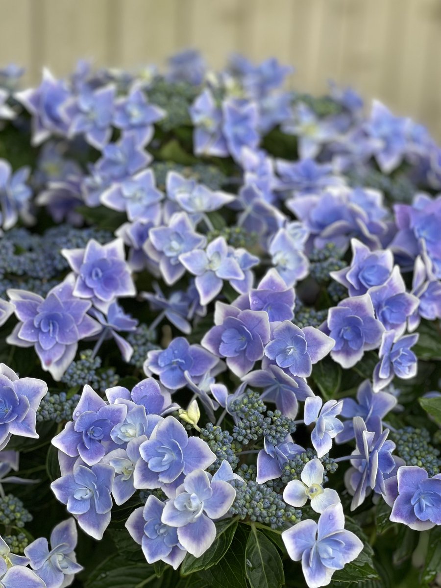 気分転換に紫陽花見て鰻食べて抹茶スイーツ食べて御朱印貰って楽しかったー! 