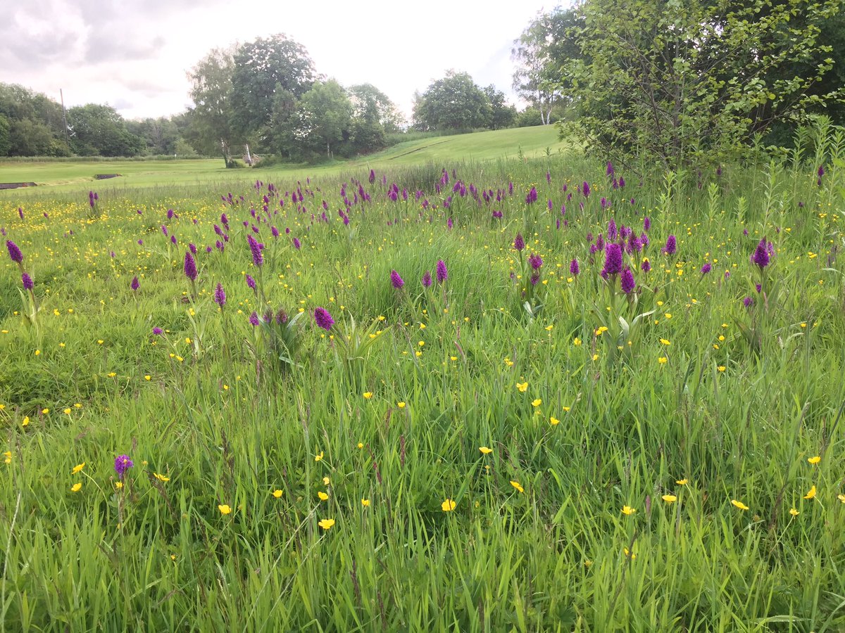 wadsworth_nik's tweet photo. The Marsh Orchids are absolutely stunning at the moment!
Mother Nature in one of her finest moments 👌🏻🥰 https://t.co/X4JWbkkRZw