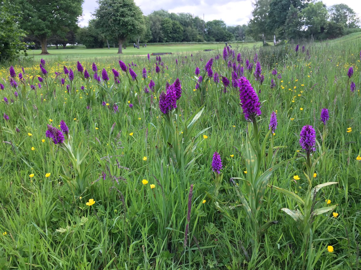wadsworth_nik's tweet photo. The Marsh Orchids are absolutely stunning at the moment!
Mother Nature in one of her finest moments 👌🏻🥰 https://t.co/X4JWbkkRZw