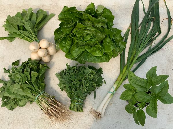 Under the Sun Farm tweet media