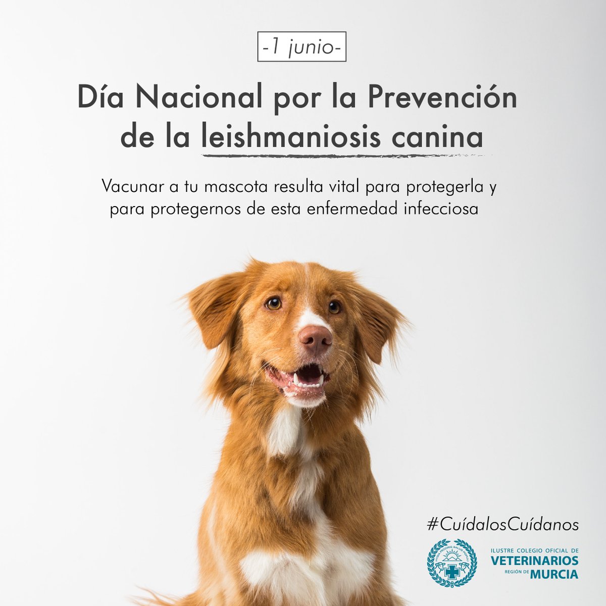 🗓📌  Hoy, 1 de junio, Día Nacional por la Prevención de la #leishmaniosis canina, recordamos la importancia de vacunar a las mascotas para protegerlas y para protegernos de esta enfermedad capaz de poner en riesgo la salud pública. 👨‍⚕️