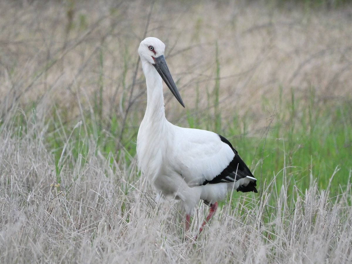 3日前と同じ場所で餌を探していました。怖くて長くはいられませんでした。
#コウノトリ #野鳥撮影