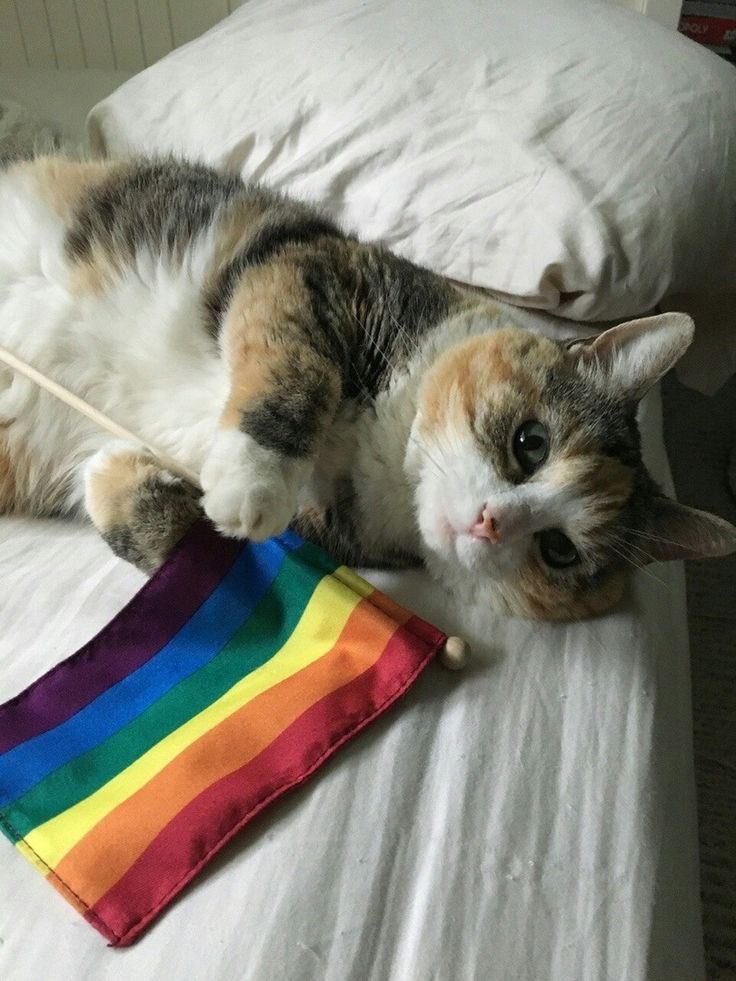 BasoStream's tweet photo. Happy pride month! 🤗🏳️‍🌈❤️✨ #loveislove https://t.co/WZRr4yPIhu