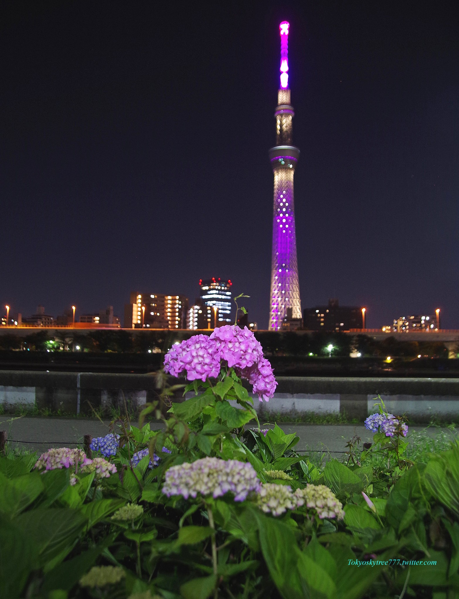 Shinya 浅草 空 22 5月25日 強風 東京スカイツリー ライトアップ 雅 隅田公園 アジサイの花 開花 紫陽花 Tokyo Skytree Hydrangea Sumida Park 台東区 隅田川 言問橋 東京スカイツリー スカイツリー Tokyoskytree Skytree 東京晴空塔 晴空塔