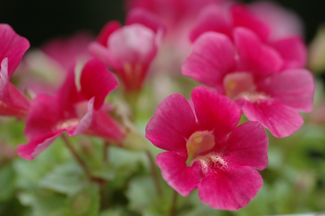 yourteam_2020's tweet photo. 【6月2日の誕生花】ミムラス

花言葉：援助の申し出

今日も頑張りましょう！
#企業公式春のフォロー祭り
#企業公式相互フォロー
#企業公式つぶやき部
#オンライン秘書 https://t.co/WwO7SV7pLH