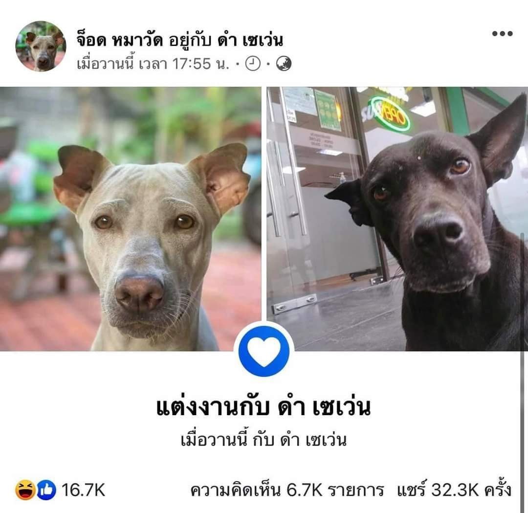 ตังค์เต็ม@เจ้าหมาตัวเล็ก🐕🦺 tweet media