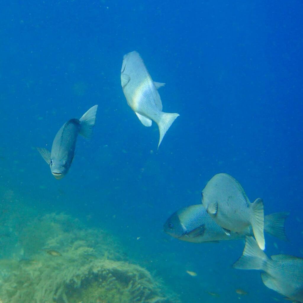 sshze's tweet photo. May 29, 2022
#素潜り #シュノーケリング #snorkeling
#shizuoka #izu #西伊豆 #沼津 #井田海岸 #井田海水浴場 #井田
#sonya6000 #ilce6000 #sel35f18 #meikon #fisheye #lightroom
この子は、ワタシが気になったらしい🐟
井田の深い蒼を楽しんだこと、5年ぶりだった❗️ https://t.co/8kTC2HPTrP https://t.co/tQmRFm8kZD