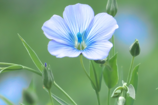 yourteam_2020's tweet photo. 【6月7日の誕生花】宿根アマ

花言葉：ご親切にありがとう

今日お仕事の方、頑張りましょう！
#企業公式春のフォロー祭り
#企業公式相互フォロー
#企業公式つぶやき部
#オンライン秘書 https://t.co/9Hol1dCetD