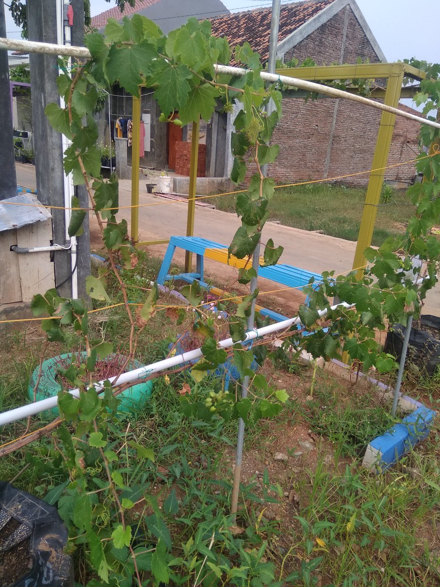 Nganggur tenan Iki... Jubile, Jupiter dkk. Salim om <a href="/TrigonaSeno/">TANPA SENGAT</a>