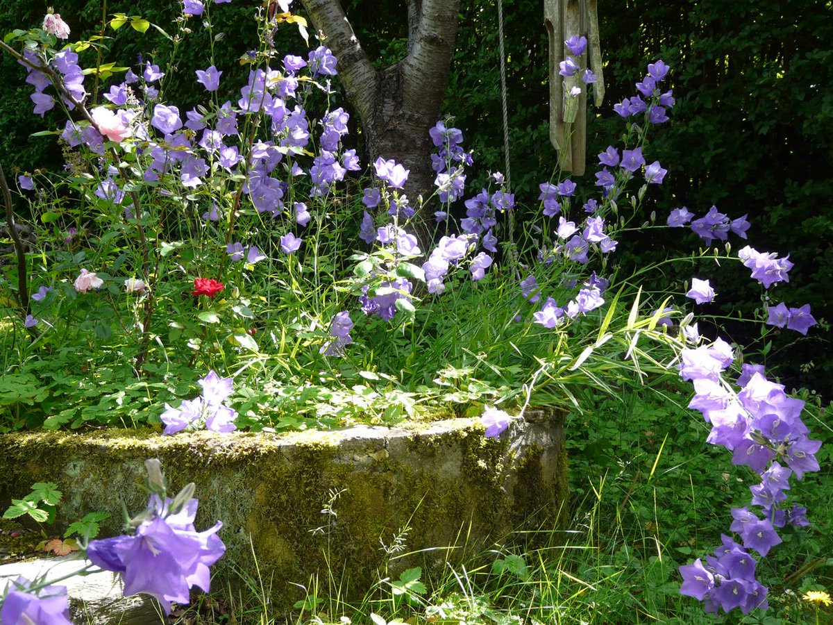 mushkilgusha's tweet photo. Canterbury bells
arrive for another June
in blue rhapsody
#Heiku #photograpy https://t.co/kh0y5ZuUFA