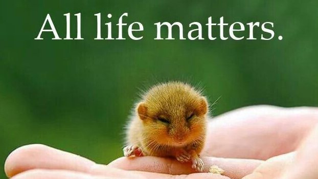 RathboneKim's tweet photo. Message From A Mouse
“We must protect the forests for our children, grandchildren & children yet to be born. We must protect the forests for those who can’t speak for themselves such as the birds, animals, fish & trees.”
Qwatsinas
Join the VLM lets rewild
https://t.co/J9NUQCJ4J8 https://t.co/CpHjzMLge7