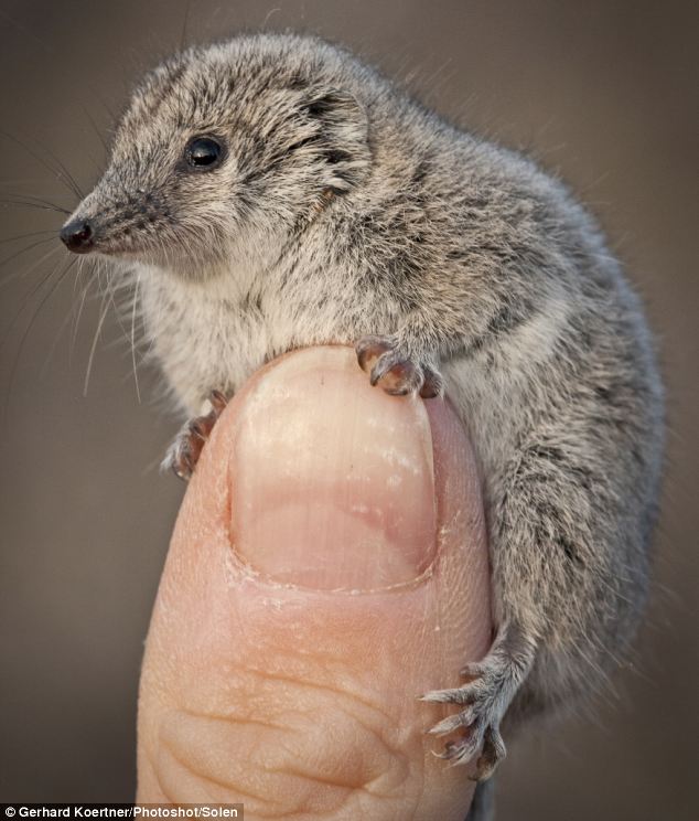 I just learned about the Giles' planigale, a marsupial as small as a 50p piece. Pretty sure you'd like to see one: