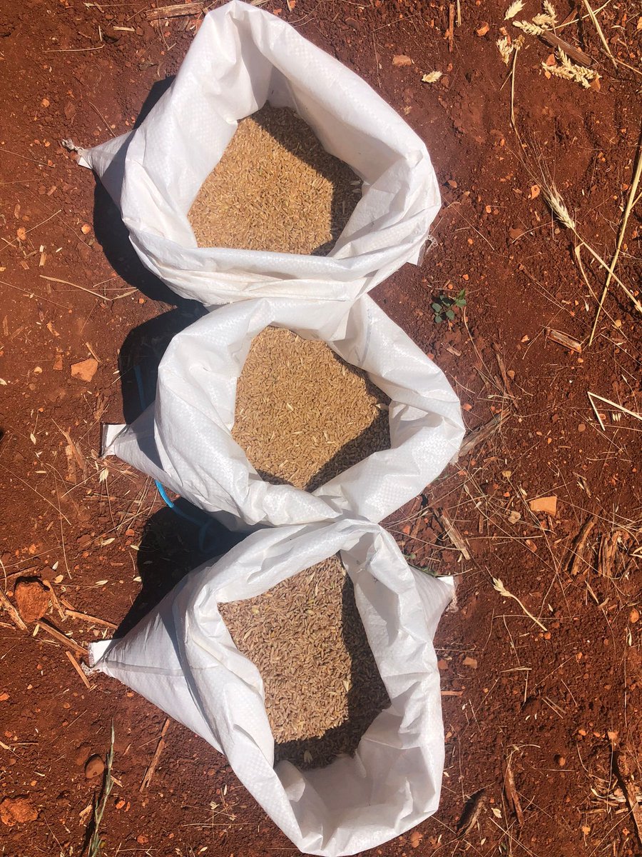 Empezamos la cosecha de ensayos de secano de <a href="/AgrovegetalSA/">Agrovegetal SA</a> en <a href="/CoesagroEcija/">Coesagro</a> con rendimientos medios entre 2.000 y 2.500 Kg/ha y buena calidad del grano.