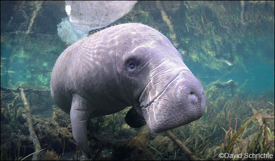 savethemanatee's tweet photo. It's a Fact!
Based on the internal structure of their eyes, which possess rods and cones, manatees have color vision. Find more manatee facts at https://t.co/8DspBpm8jq #Manateefact https://t.co/Das4wLYxvR